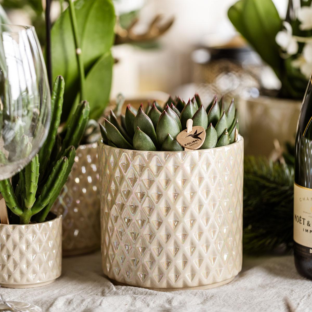 Kolibri Company | Set planten + sierpotten voor tafelaankleding diner - potmaat Ø9cm & Ø6cm | bloeiende kamerplanten - vers van de kweker