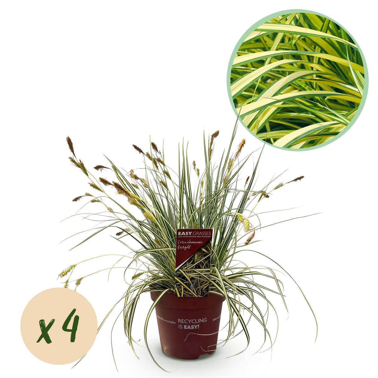 Graminées ornementales - Carex oshimensis Evergold - Jaune & Vert - 4 Plantes - Persistant - Peu d'entretien - Pot 17cm Hauteur 50cm