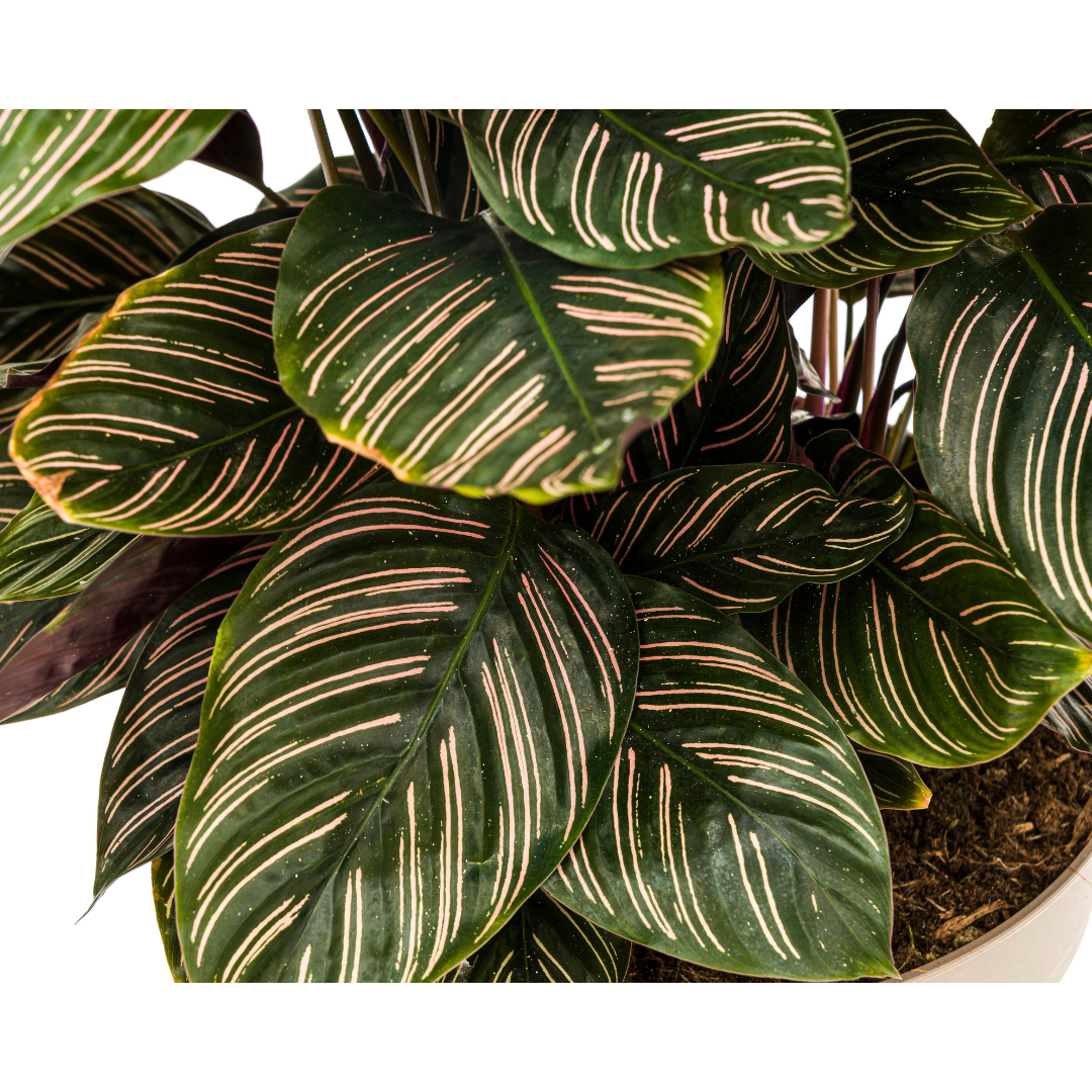 Slaapplant / Calathea Ornata Sanderiana - ↕70cm - Ø27cm