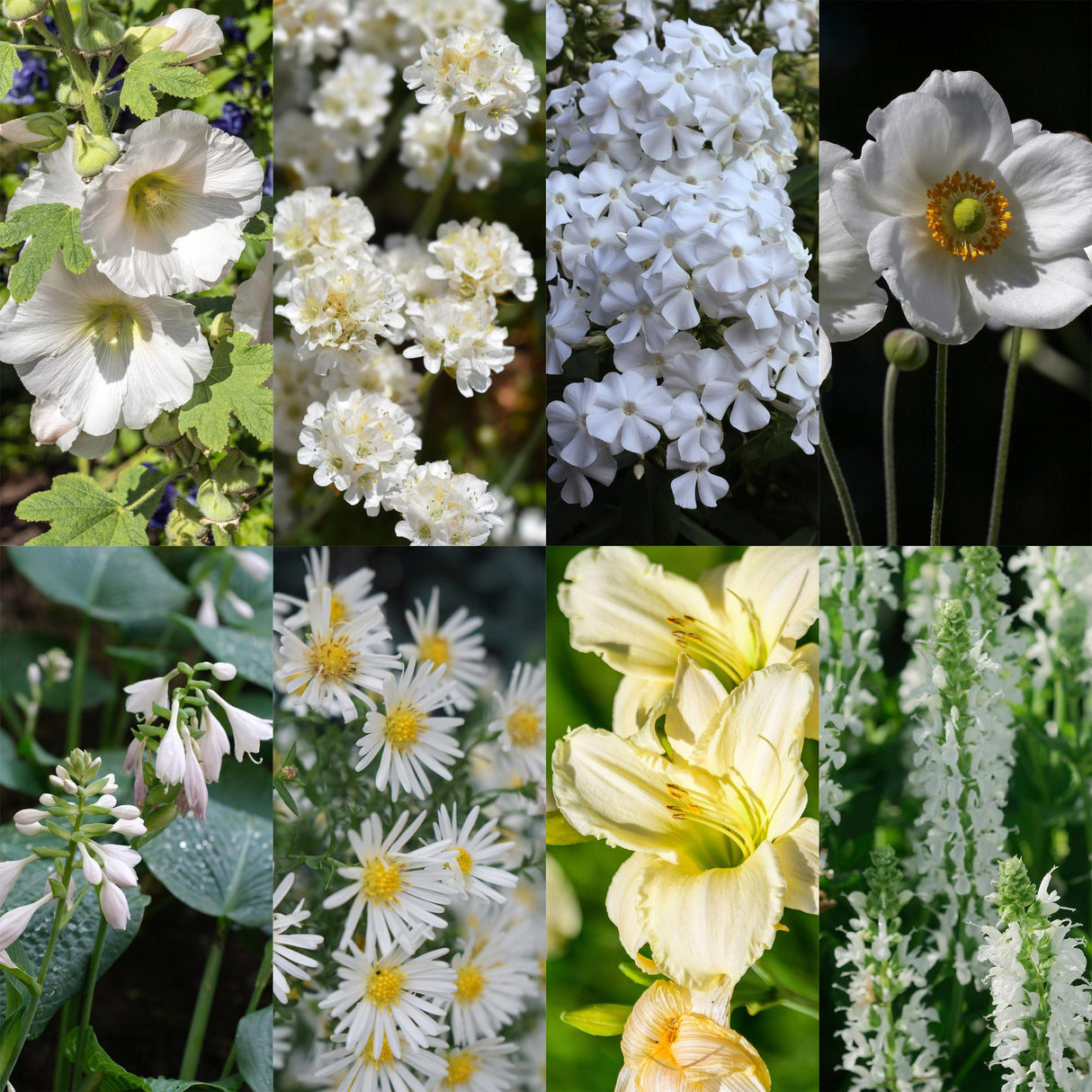 Borderpakket - Kleur Wit - 8 Vaste planten - 1 m2 - Diversen kleuren - Weinig Onderhoud - Pot 11cm