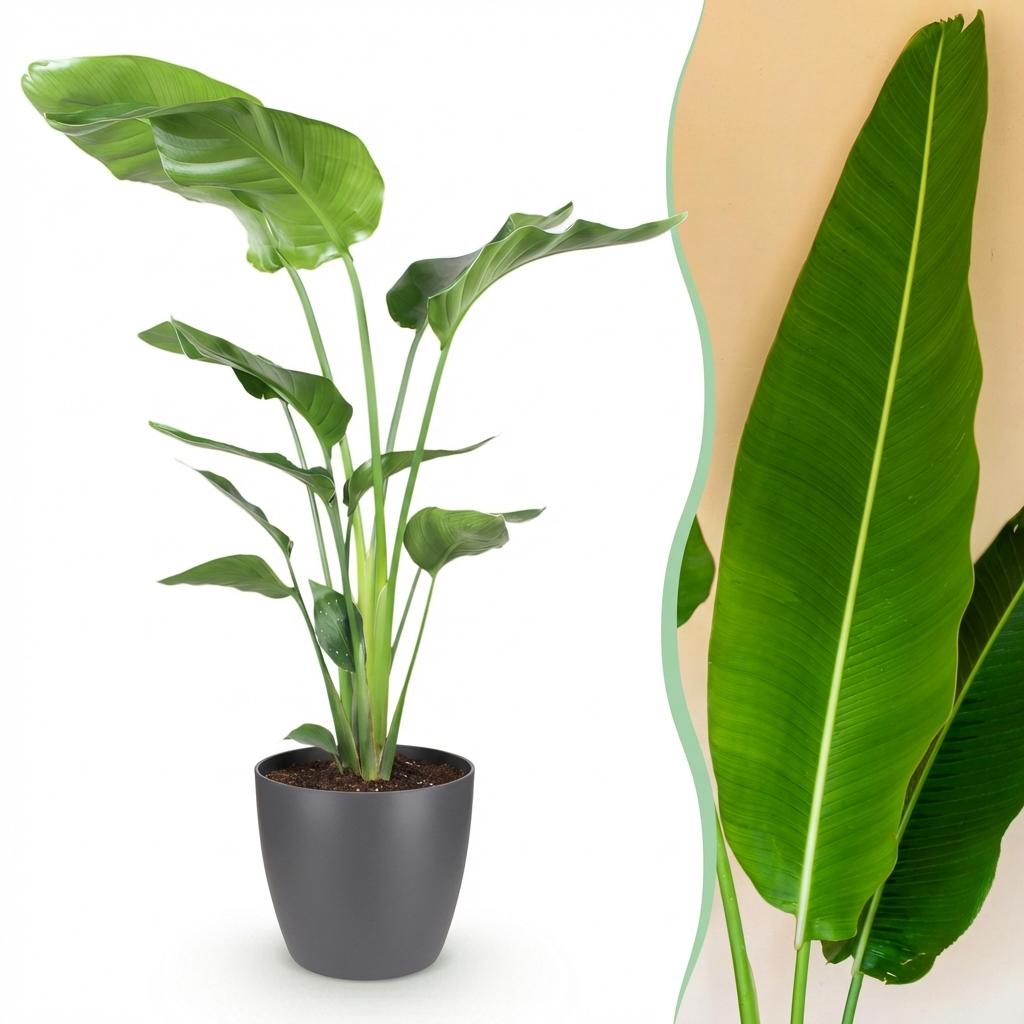 Strelitzia Nicolai - Paradijsvogelbloem - Weinig onderhoud - Groen - 1 Plant - met Potter Grijs - Pot 21cm - Hoogte 110-120cm