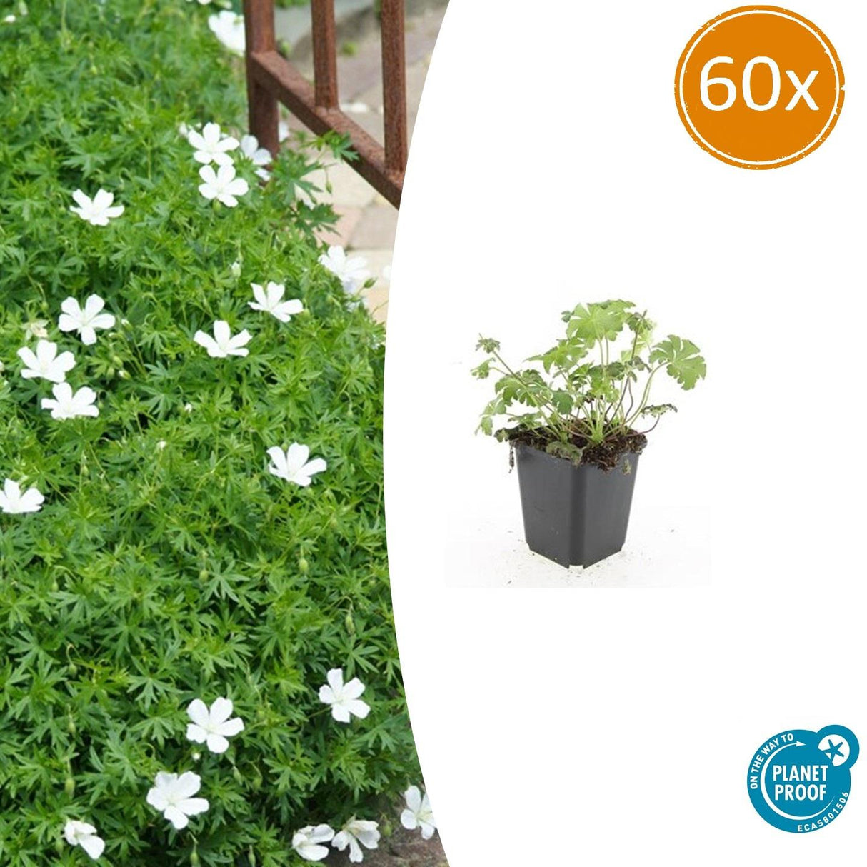 60x Geranium sang. 'Album' - ↕10-25cm - Ø9cm