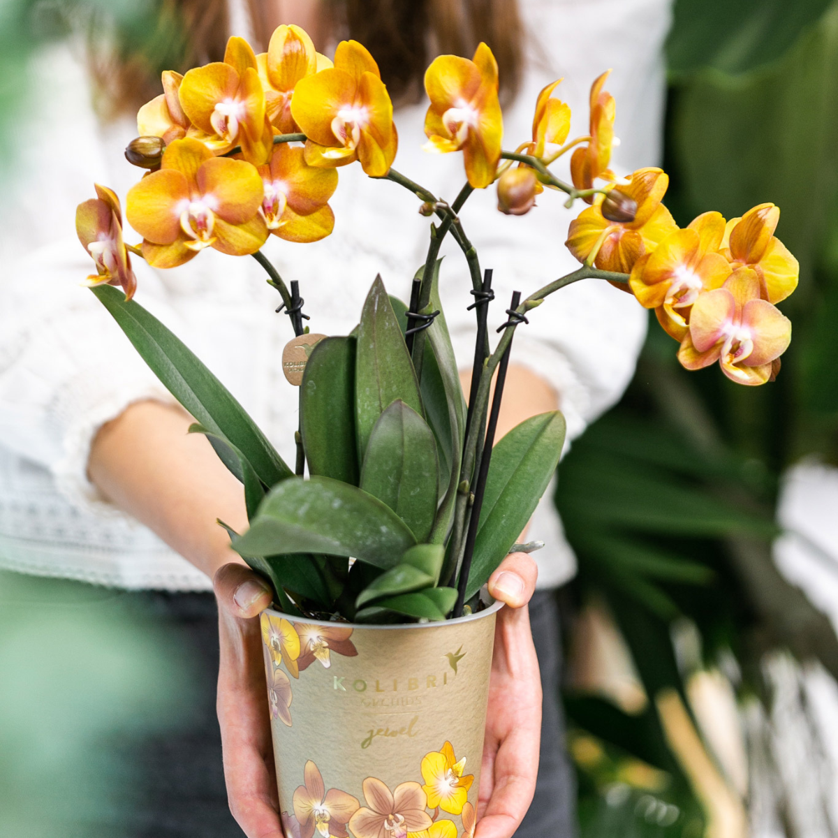 Kolibri Orchids | COMBI DEAL van 4 Phalaenopsis orchideeën - Las Vegas - potmaat Ø12cm | bloeiende kamerplant - vers van de kweker