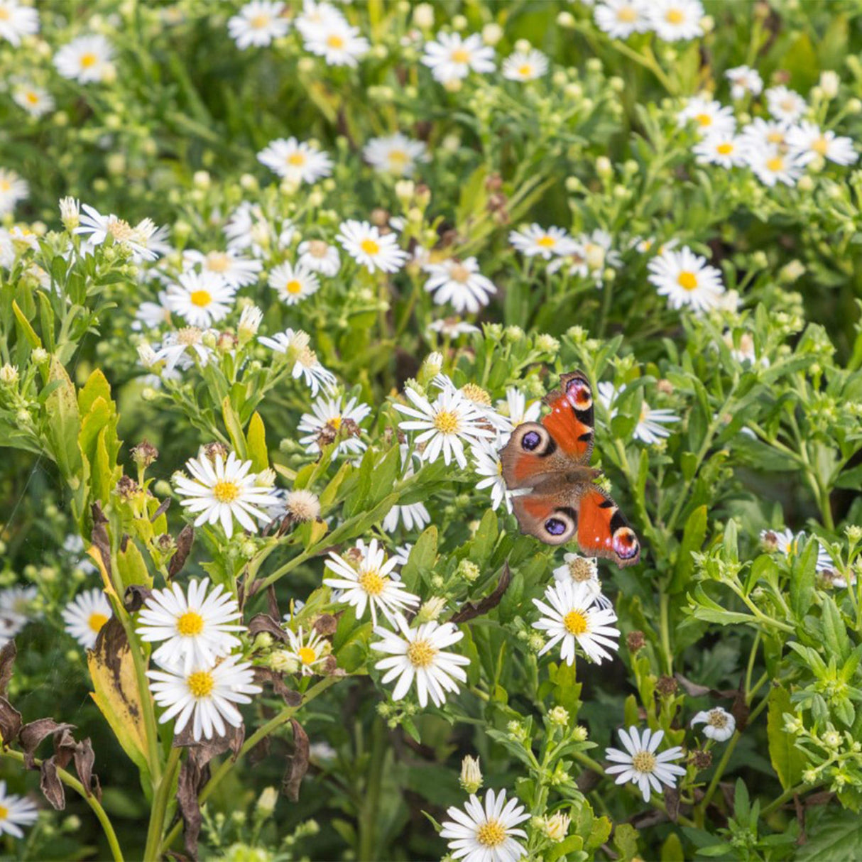 Borderpakket - Kleur Wit - 8 Vaste planten - 1 m2 - Diversen kleuren - Weinig Onderhoud - Pot 11cm