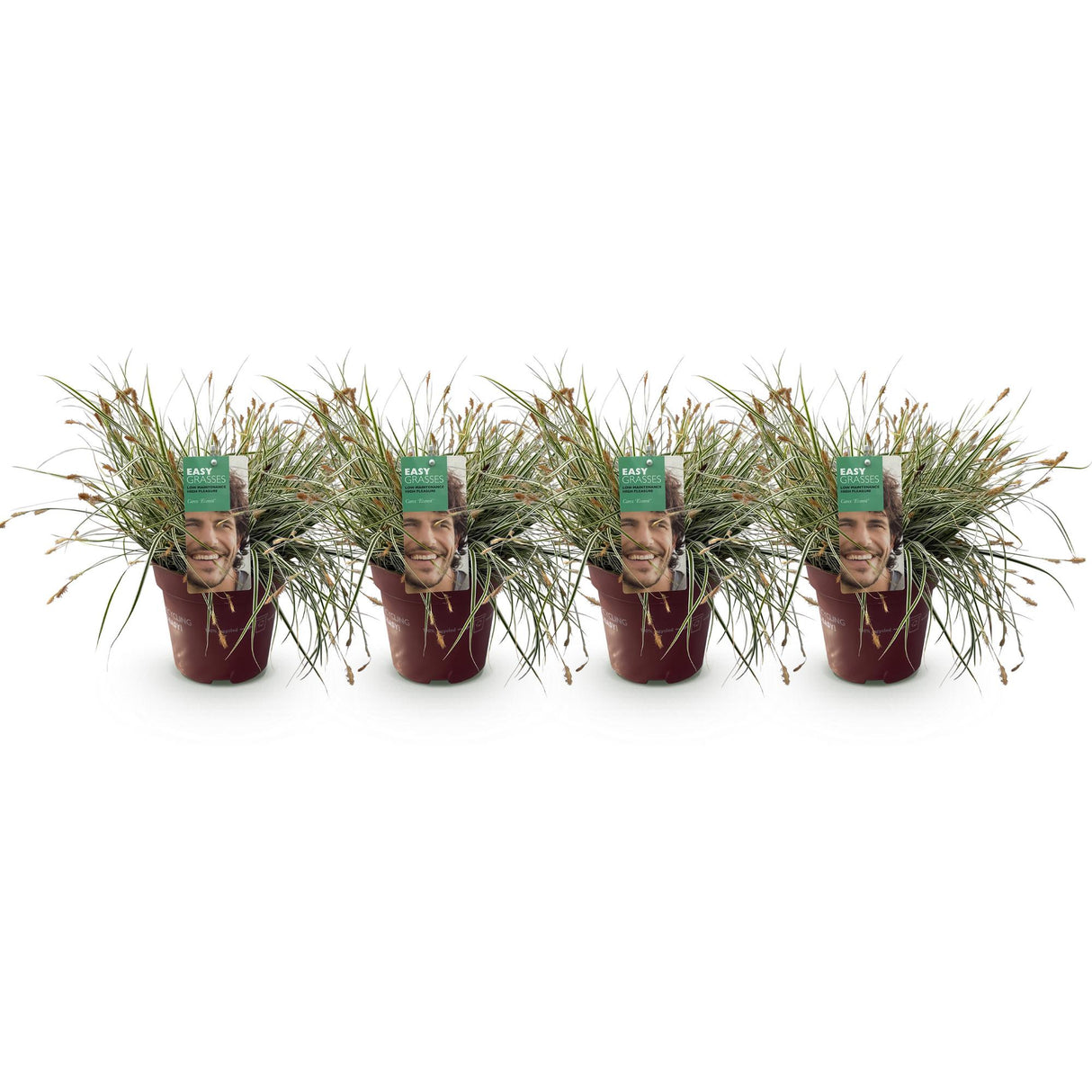 Siergrassen - Carex oshimensis Everest - Wit en Groen - 4 Planten - Bladhoudend - Weinig Onderhoud - Pot 17cm Hoogte 50cm