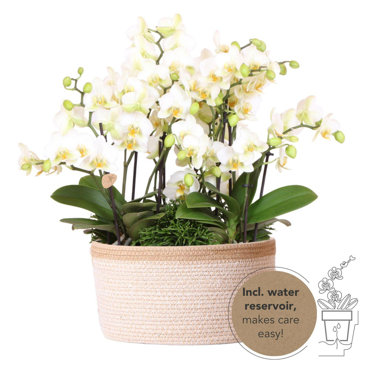 Kolibri Orchids | witte plantenset in Cotton Basket incl. waterreservoir | drie witte orchideeën Lausanne 9cm en drie groene planten | Jungle Bouquet wit met zelfvoorzienend waterreservoir
