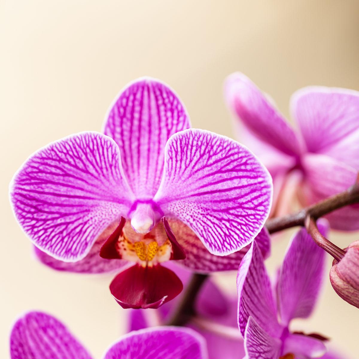 Kolibri Orchids - Surprise box mix - planten eenkleurig voordeel box - verrassingsbox met 2 orchideeën Ø9cm - vers van de kweker