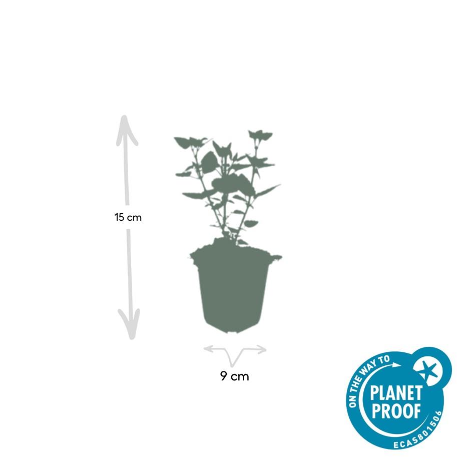 24x Agastache 'Blue Fortune' - ↕10-25cm - Ø9cm