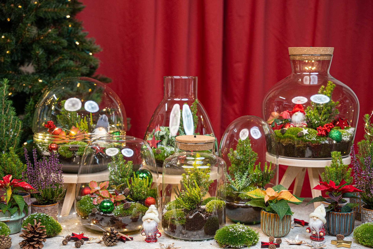 Frosty Kerstmis terrarium - Planten terrarium DIY kit Christmas - - Ø 17 cm ↑ 25 cm