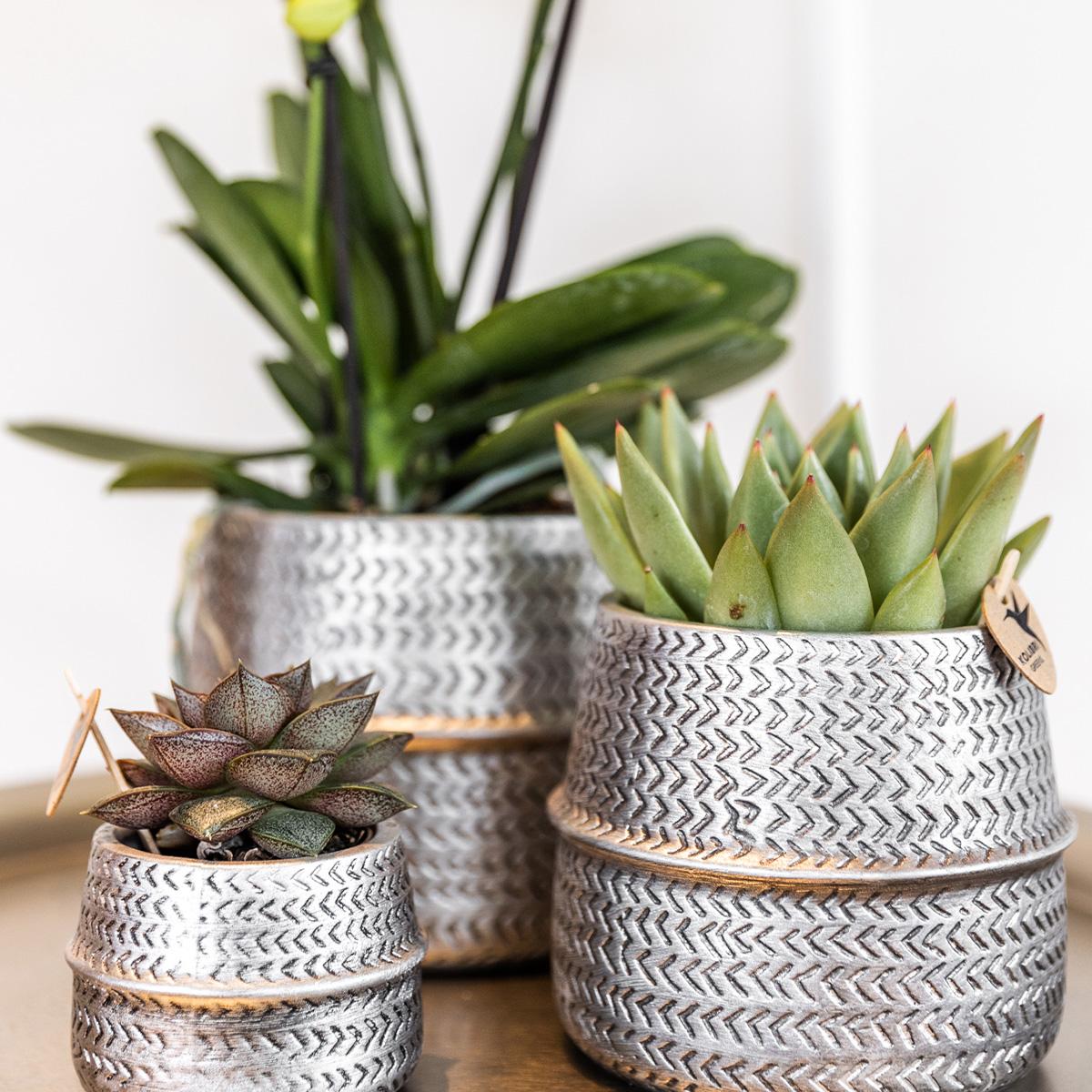 Kolibri Company - Planten set Groove zilver | Set met witte Phalaenopsis orchidee Amabilis Ø9cm en groene plant Succulent Aloe Brevifolia Ø6cm | incl. zilver keramieken sierpotten