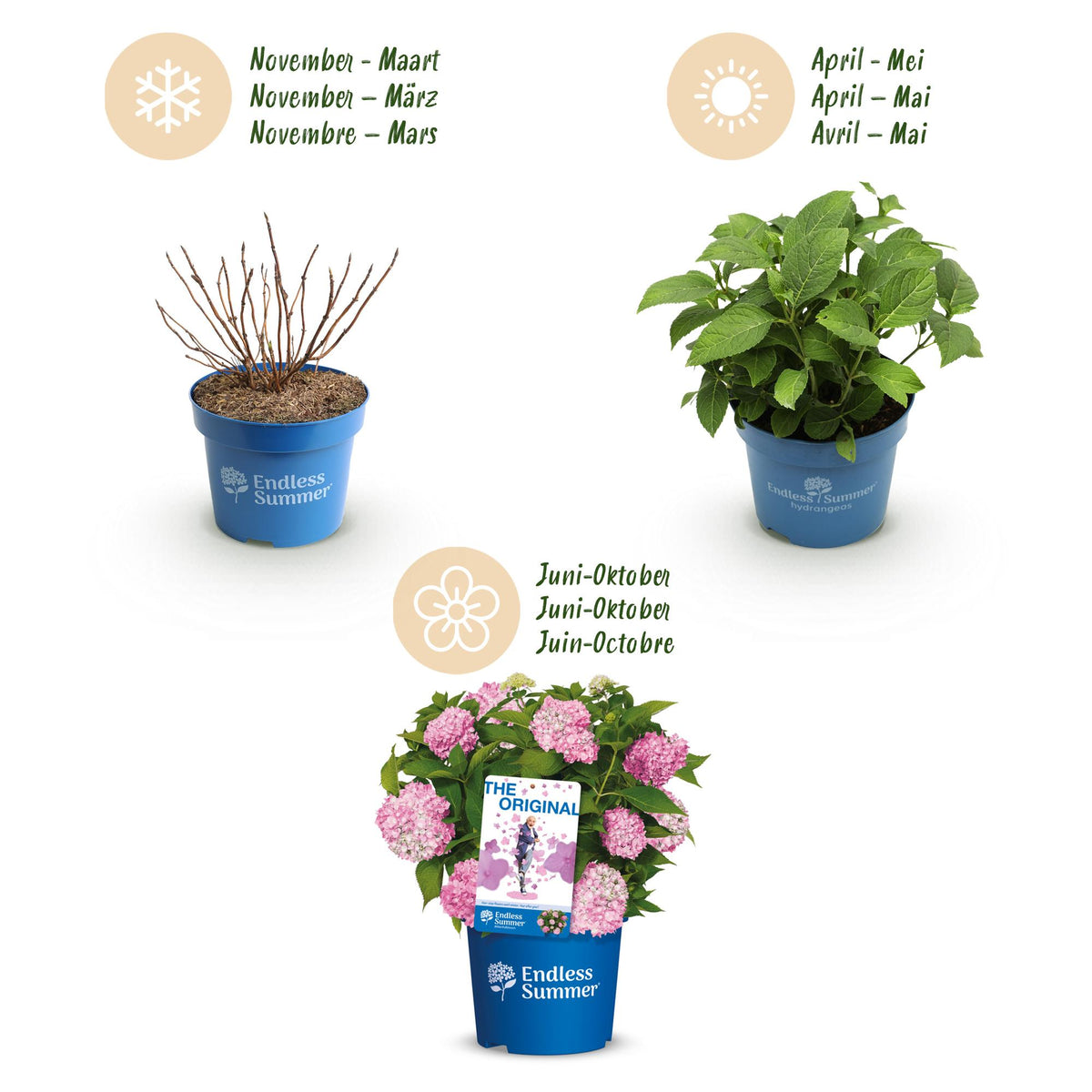 Green boutiQ - Tuinplant - Hydrangea Endles Summer The Original Pink - Hortensia - Winterhard - Roze - 4 Planten - Pot 14cm - Hoogte 20-25cm