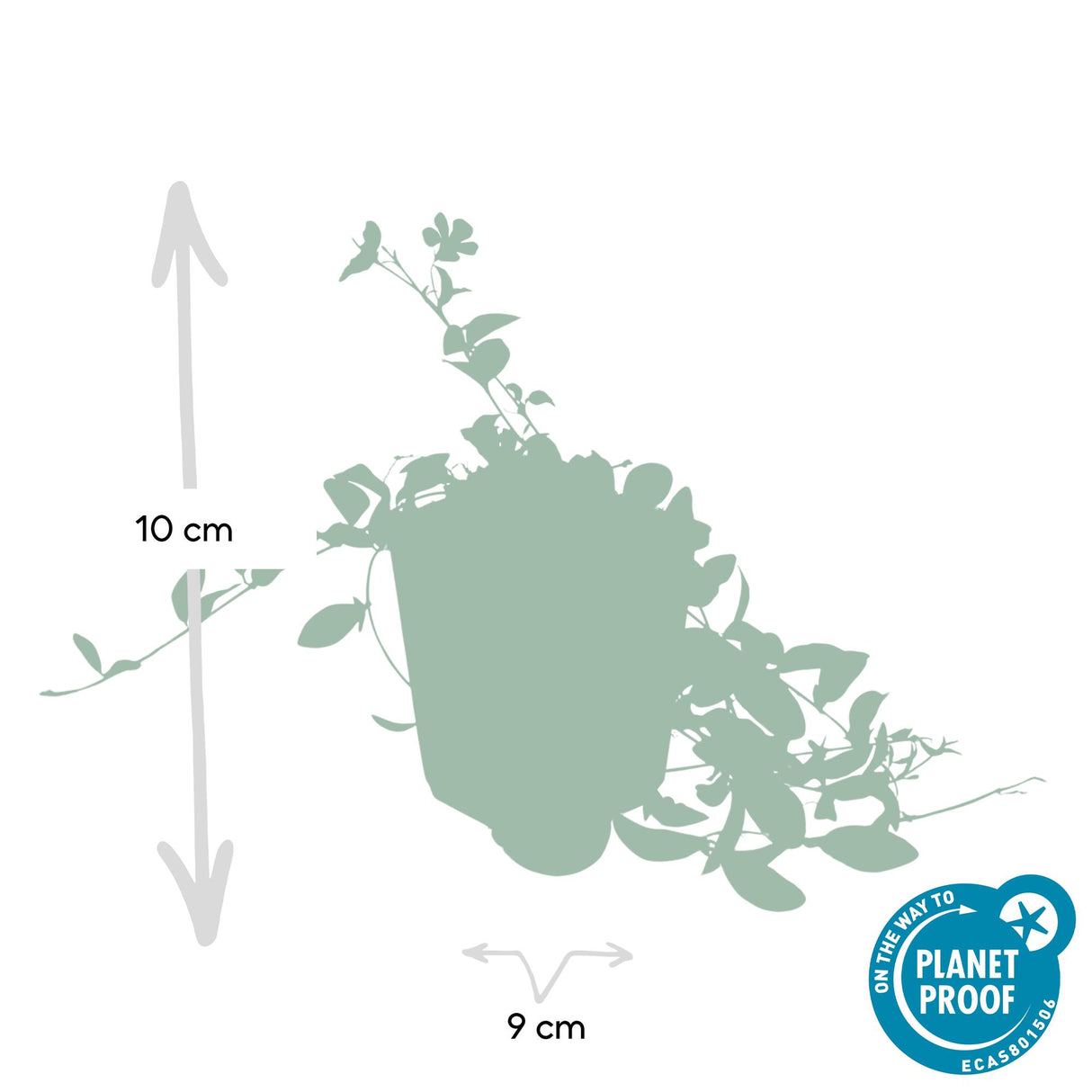 48x Vinca minor 'La Grave' - ↕10-25cm - Ø9cm