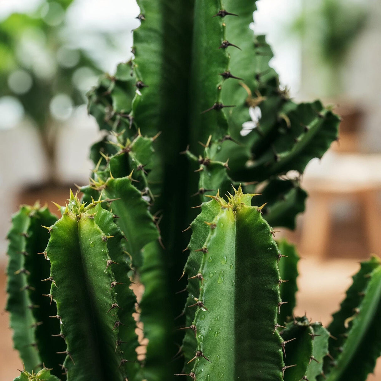 Green boutiQ - Kamerplant - Euphorbia eritrea - Afrikaanse melkboom - Weinig onderhoud - Groen - 2 - Pot 17cm - Hoogte 60cm