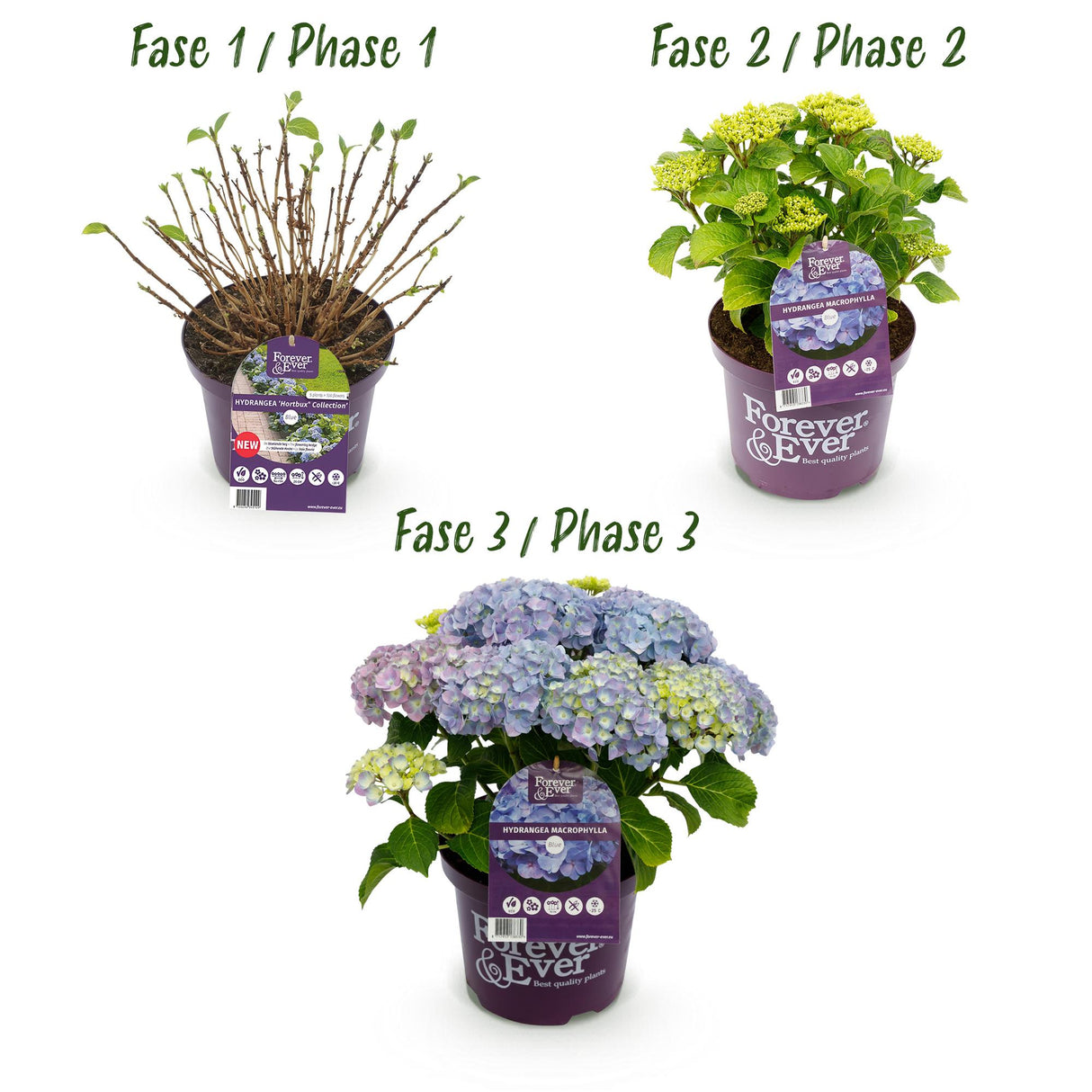 Hortensia - Hydrangea Forever & Ever - Blauw - 7-12 Bloemen - 2 Planten - Pot 23cm Hoogte 55cm