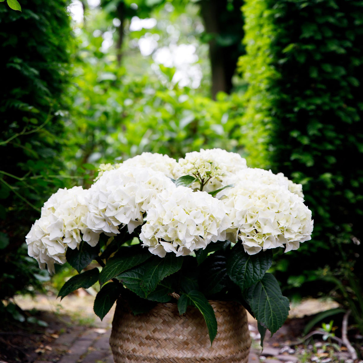 Hortensia - Hydrangea Forever & Ever - Wit - 7-12 Bloemen - Pot 23cm Hoogte 55cm