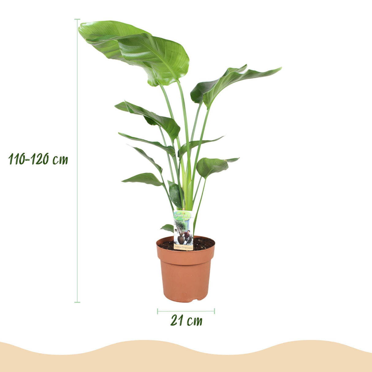 Strelitzia Nicolai - Paradijsvogelbloem - Weinig onderhoud - Groen - 1 Plant - met Potter Grijs - Pot 21cm - Hoogte 110-120cm