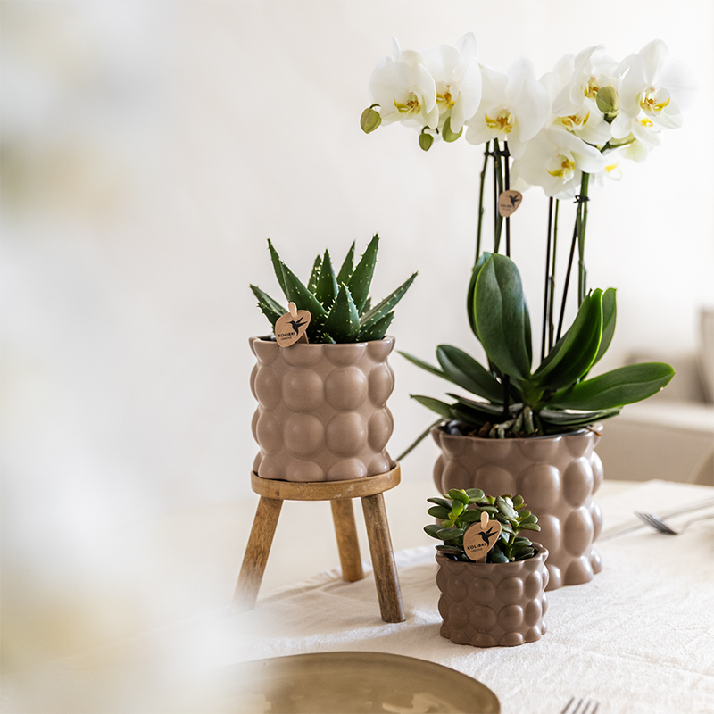 Kolibri Orchids | Plantenset Cotton zand | Groene planten met witte Phalaenopsis orchidee Ghent in keramieken sierpotten