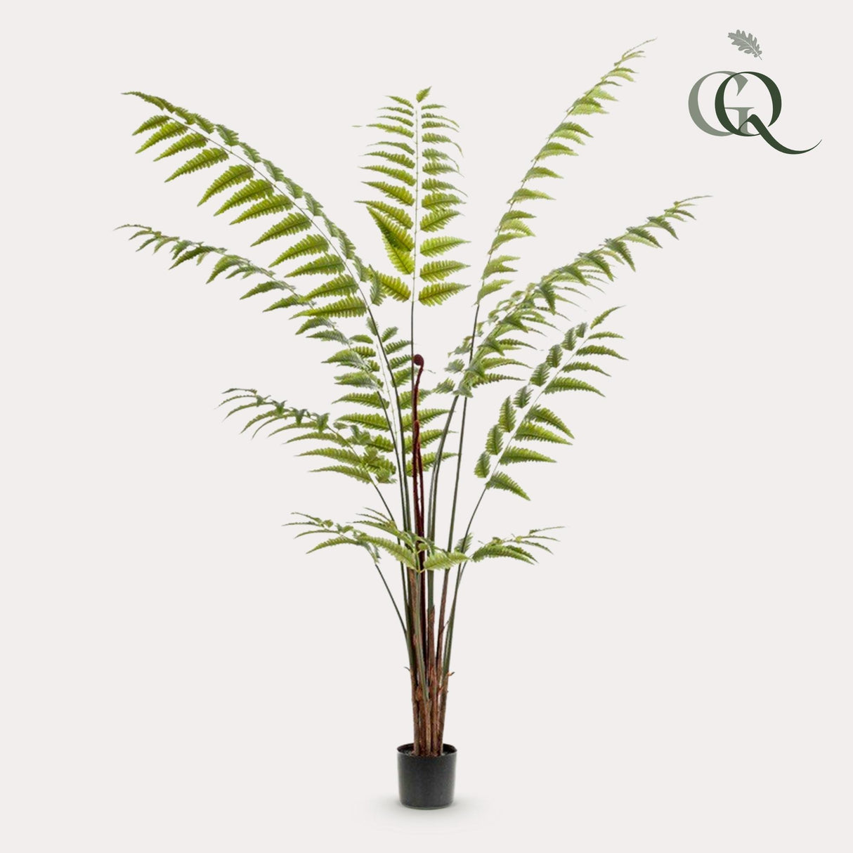 Plante artificielle - Rumohra Adiantiformis - Fougère cuir - 180 cm