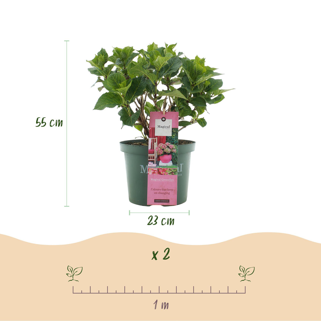 Hortensia - Hydrangea Magical Green Fire - Roze Groen - 6-10 Bloemen - 2 Planten - Pot 23cm Hoogte 55cm
