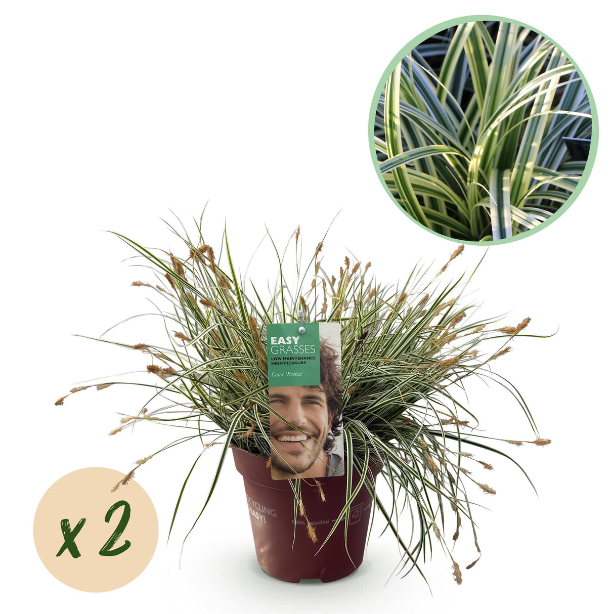 Ziergräser - Carex oshimensis Everest - Weiß und Grün - 2 Pflanzen - Immergrün - Pflegeleicht - Topf 17cm Höhe 50cm