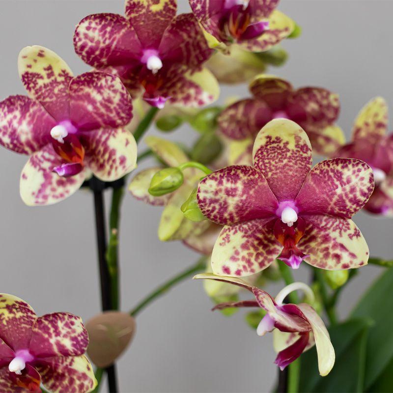 Kolibri Orchids | Oranje gele phalaenopsis orchidee potmaat Ø9cm | bloeiende kamerplant - vers van de kweker