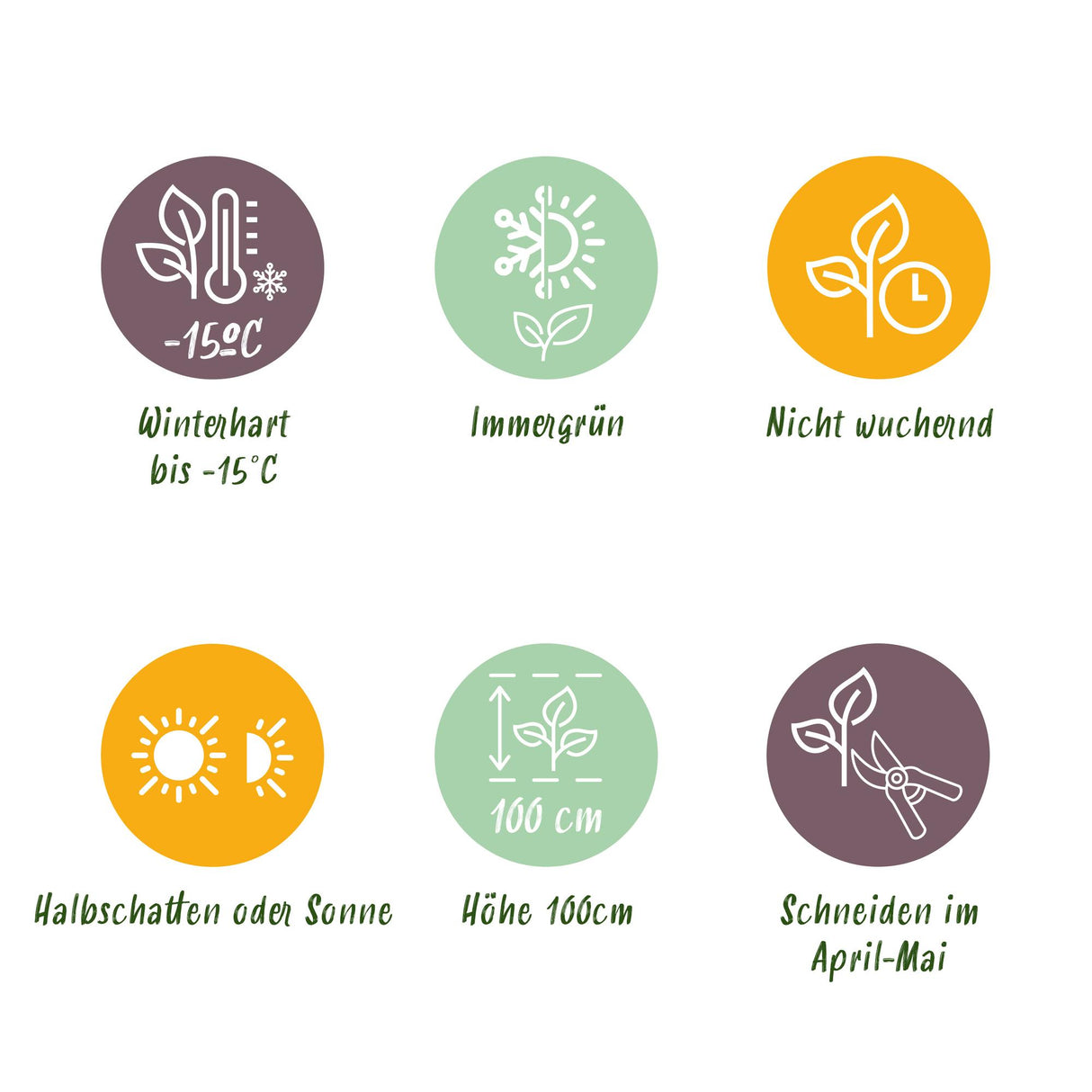 Green boutiQ - Haagplanten - Euonymus japonica Green Spire - blad groen - 8 planten - 1 strekkende meter - groenblijvend - pot 9cm hoogte 20-25cm