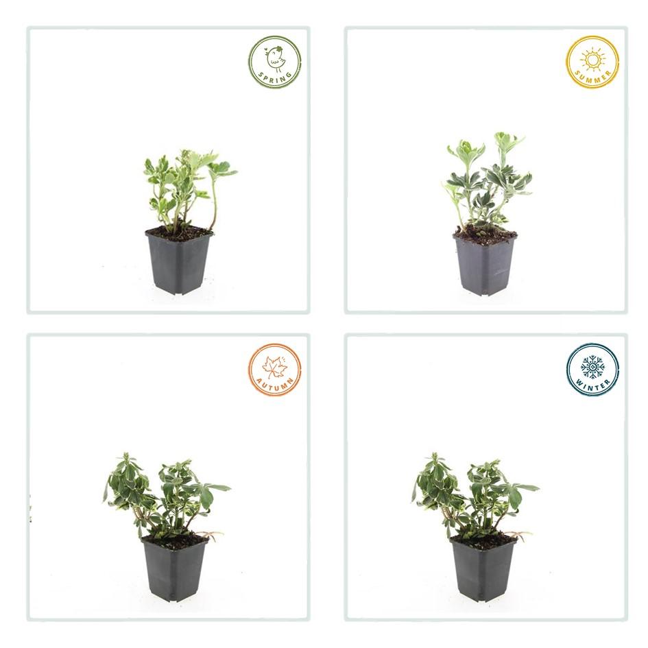 12x Pachysandra term. 'Variegata' - ↕10-25cm - Ø9cm