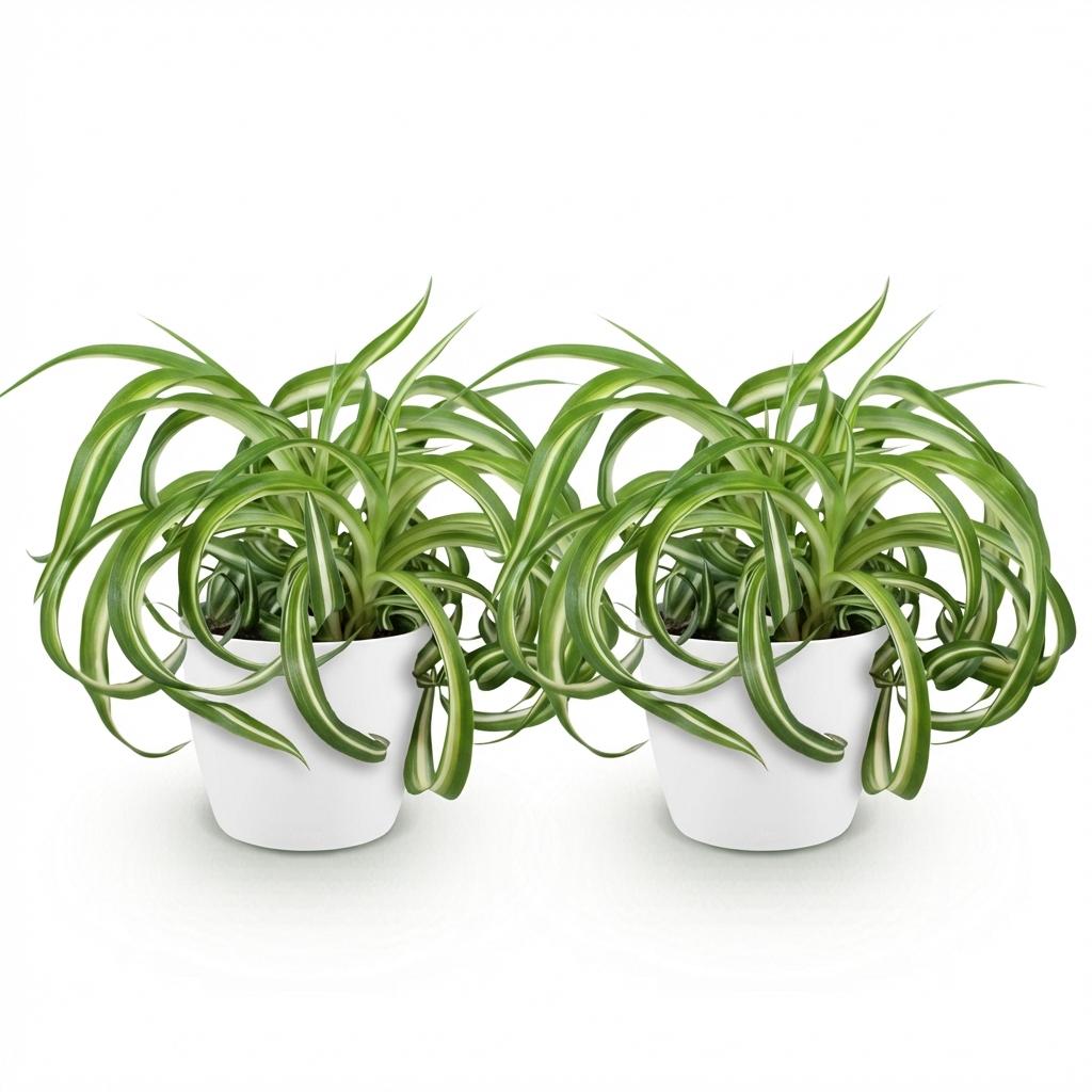 Chlorophytum comosum Bonnie - Krullende Graslelie - Huisdiervriendelijke Plant - Groen - 2 Planten - met Potter Wit - Pot 12cm - Hoogte 20cm