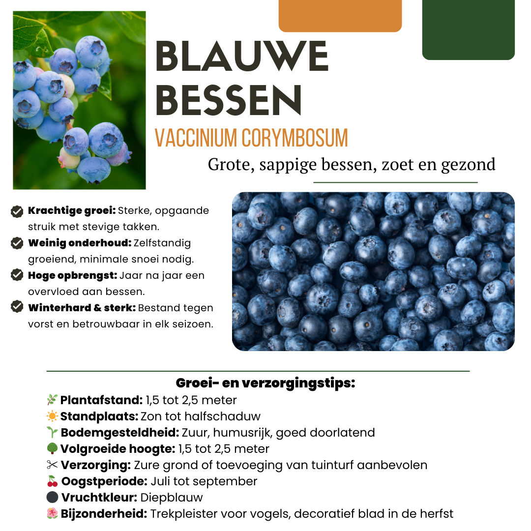 3 x Bosbessenplanten BIO - ↕20 cm - Ø 13 cm