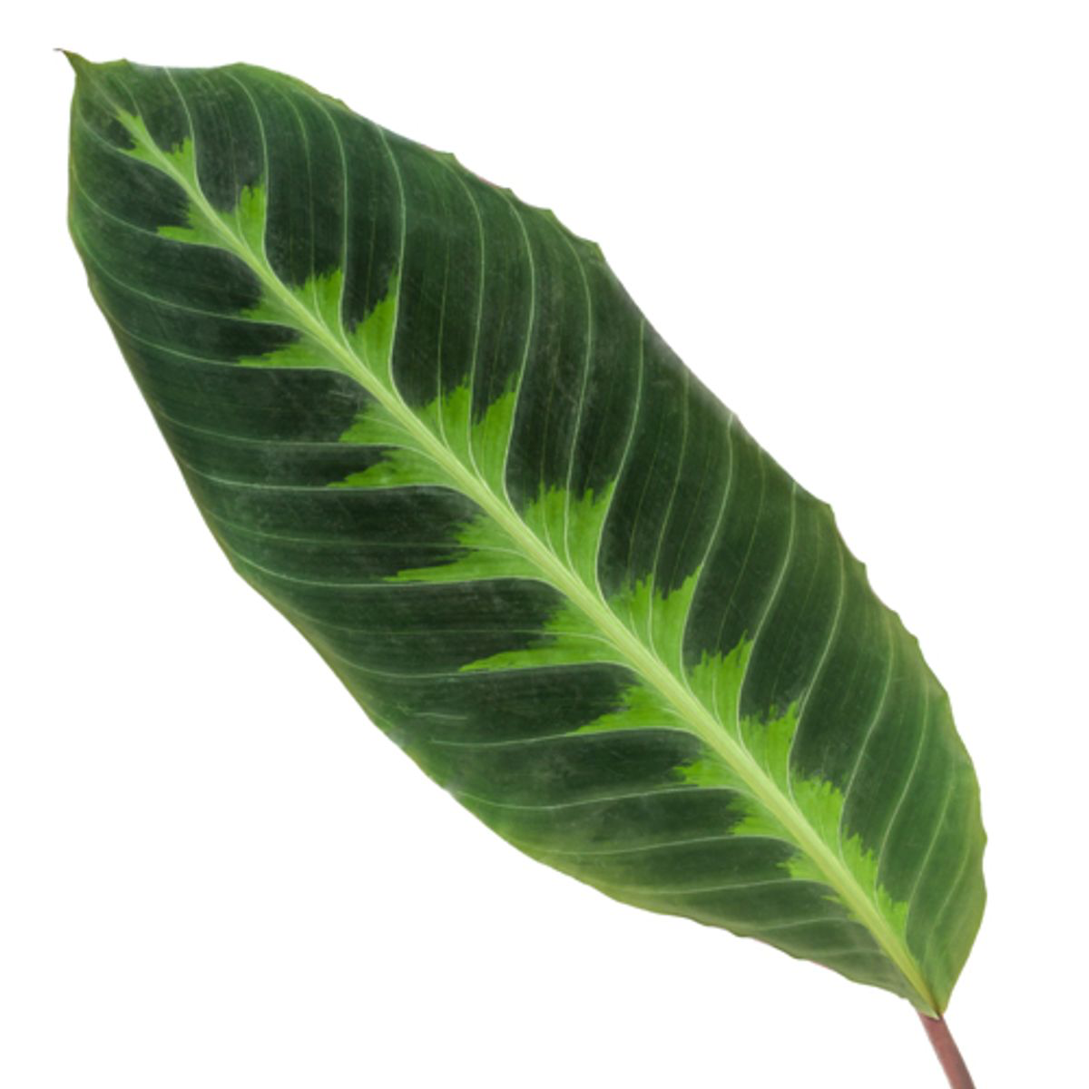 Calathea Warscewiczii - 100 cm - Ø21cm