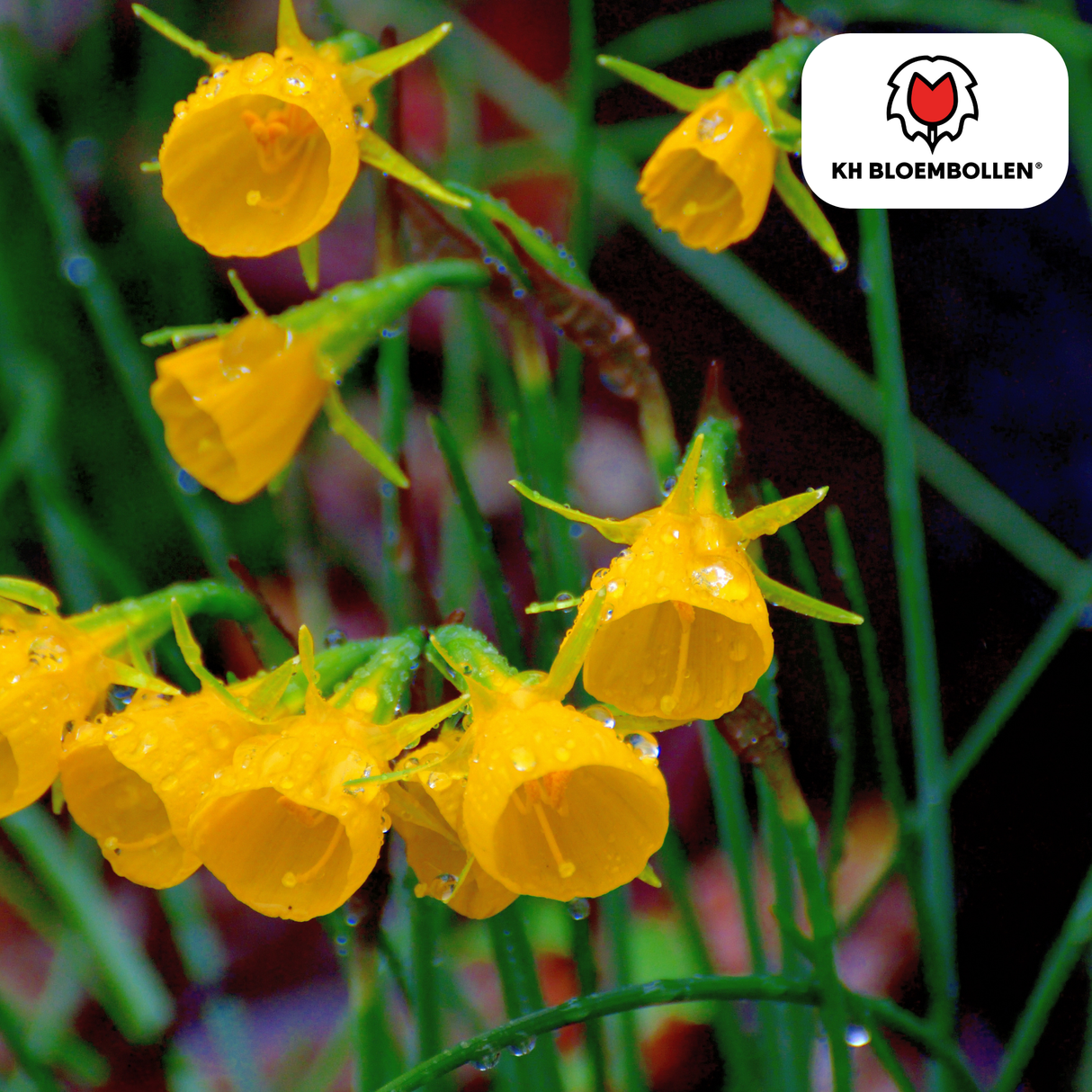 Narcis Golden Bells 25 stuks