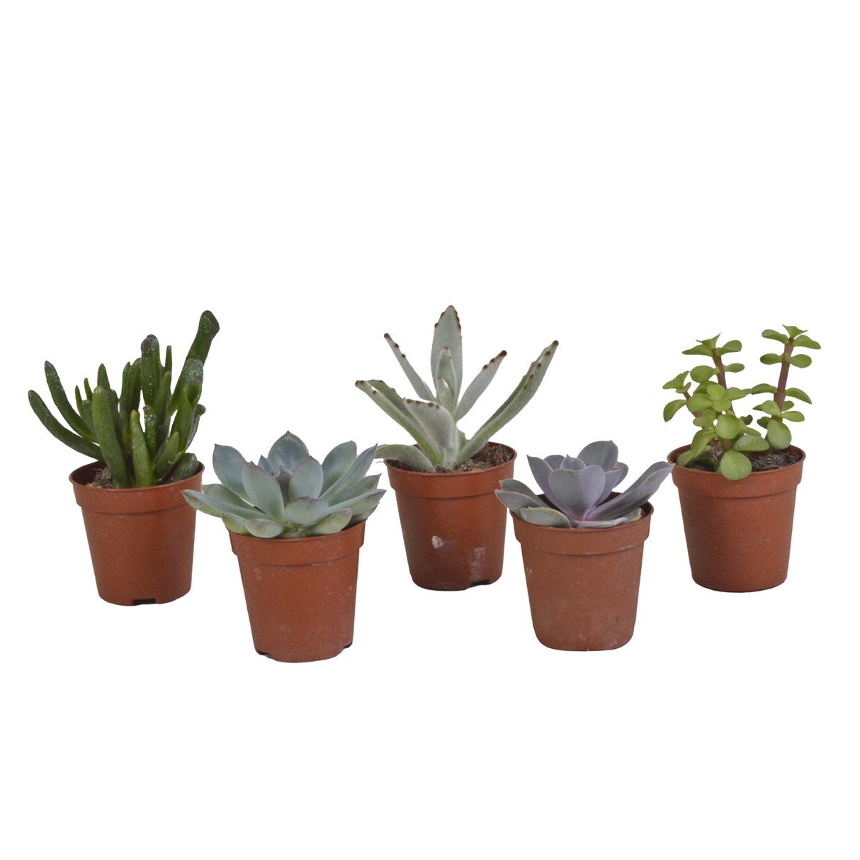 Vetplanten mix 5.5 cm - 5x - zonder pot