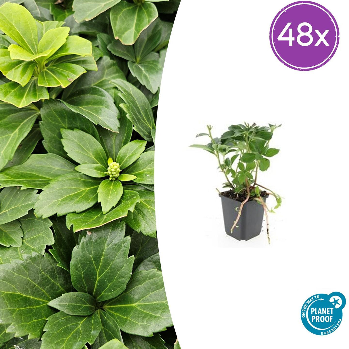 48x Pachysandra terminalis - ↕10-25cm - Ø9cm
