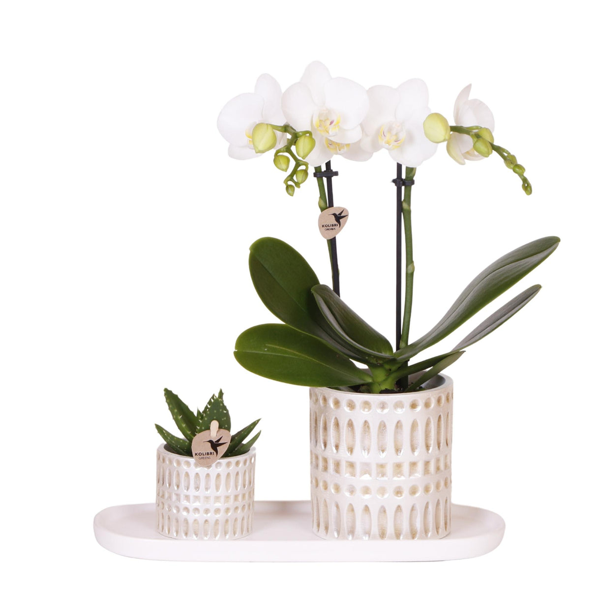 Kolibri Company | Plantenset Le Chic small | Witte Phalaenopsis Orchidee Amabilis en Succulent incl. keramieken sierpotten op crème organisch dienblad