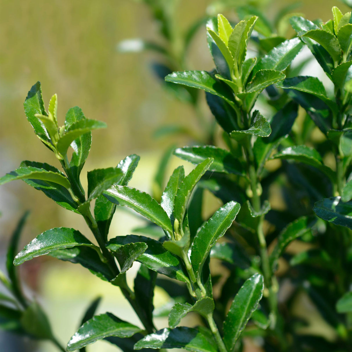 Green boutiQ - Haagplanten - Euonymus japonica Green Spire - blad groen - 8 planten - 1 strekkende meter - groenblijvend - pot 9cm hoogte 20-25cm