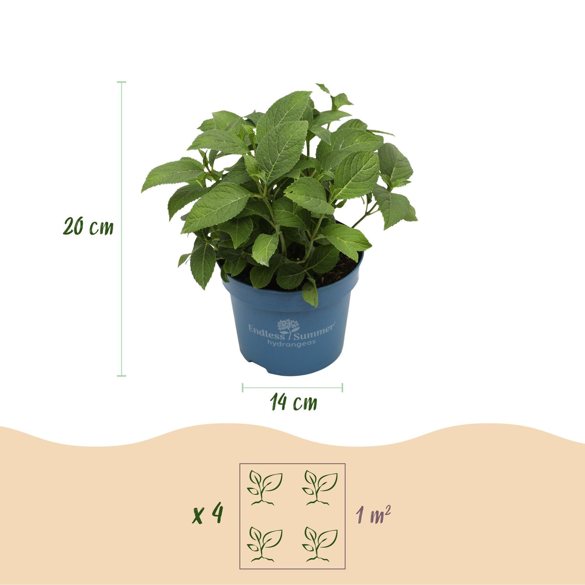 Green boutiQ - Tuinplant - Hydrangea Endles Summer Summer Love Purple - Hortensia - Winterhard - Paars - 2 Planten - Pot 14cm - Hoogte 20-25cm