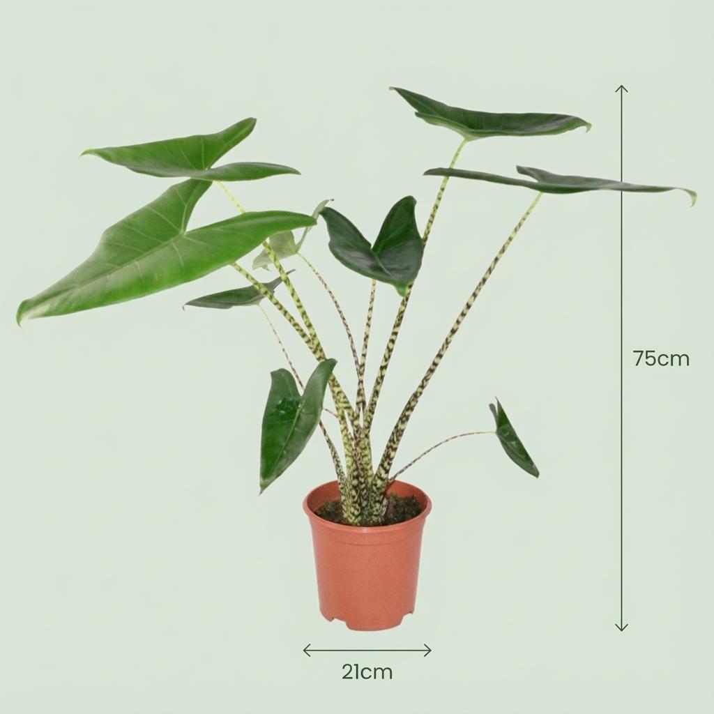 Olifantsoor Zebrina - Alocasia Zebrina - Groen - Weinig onderhoud - 1 Plant - met Mand - Pot 21 cm - Hoogte 70 - 75cm