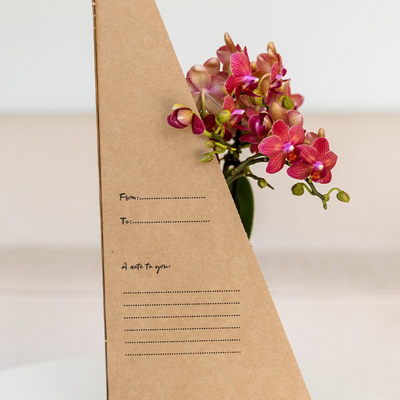 Kolibri Orchids | Rode Phalaenopsis Orchidee - Blossom Congo in Noma Sierpot Rood met Giftbox - Ø9 cm