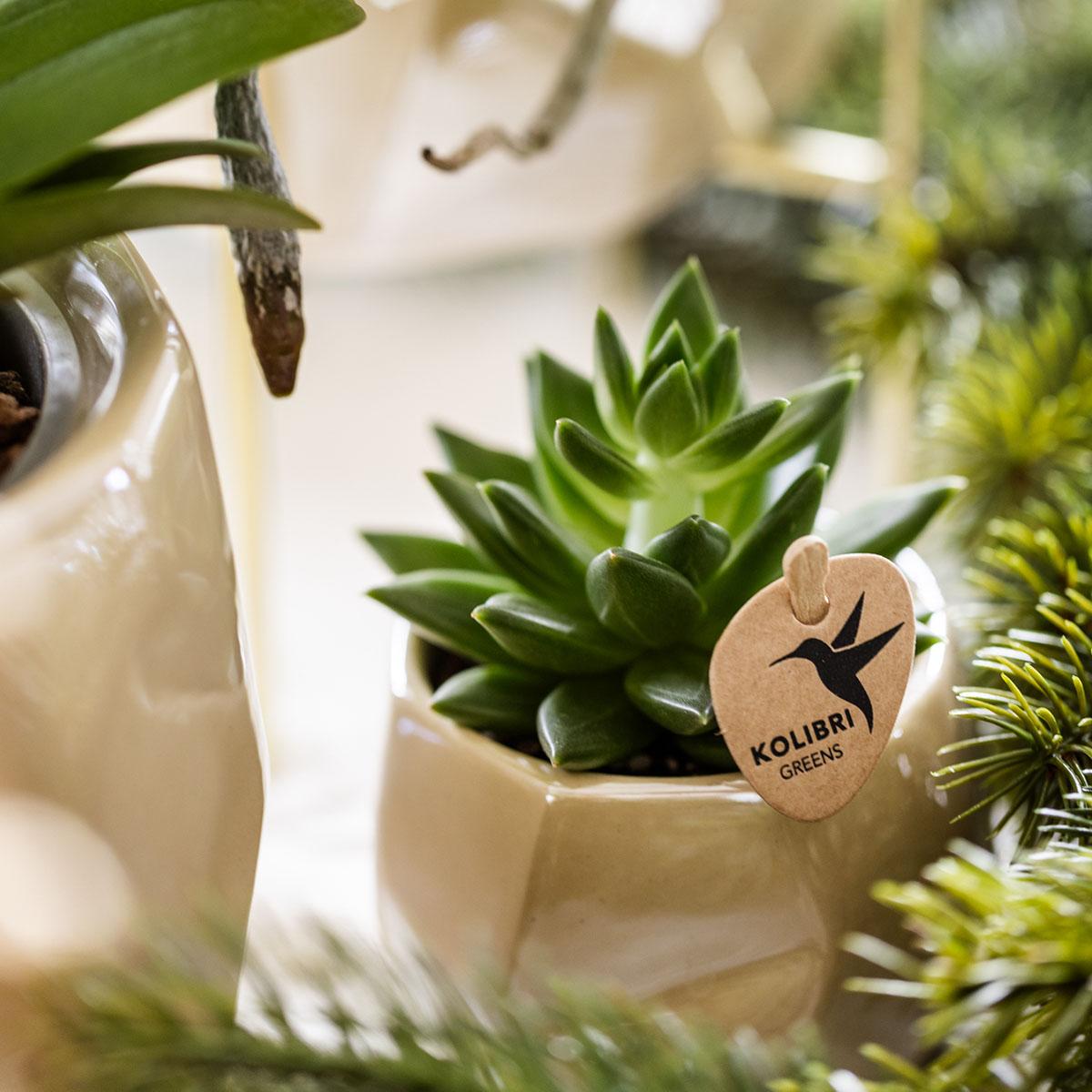 Kolibri Company | Set planten + sierpotten voor tafelaankleding diner - potmaat Ø9cm & Ø6cm | bloeiende kamerplanten - vers van de kweker