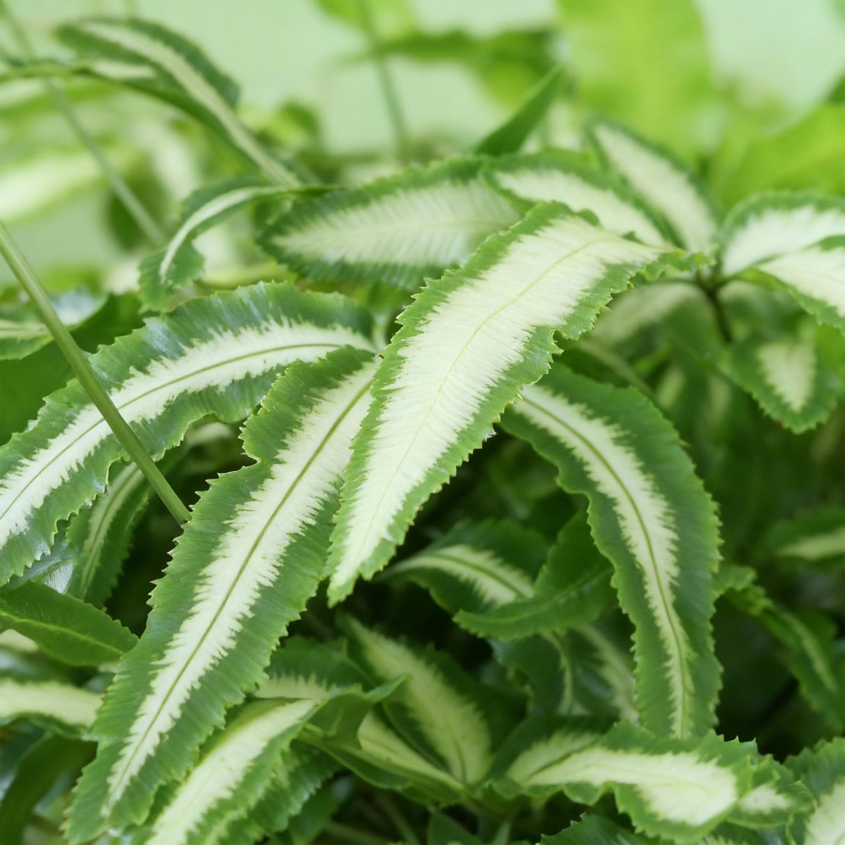 Pteris cretica Albolineata - Lintvaren - Huisdiervriendelijke Plant - Groen - 4 Planten - met Potter Grijs - Pot 12cm - Hoogte 20cm