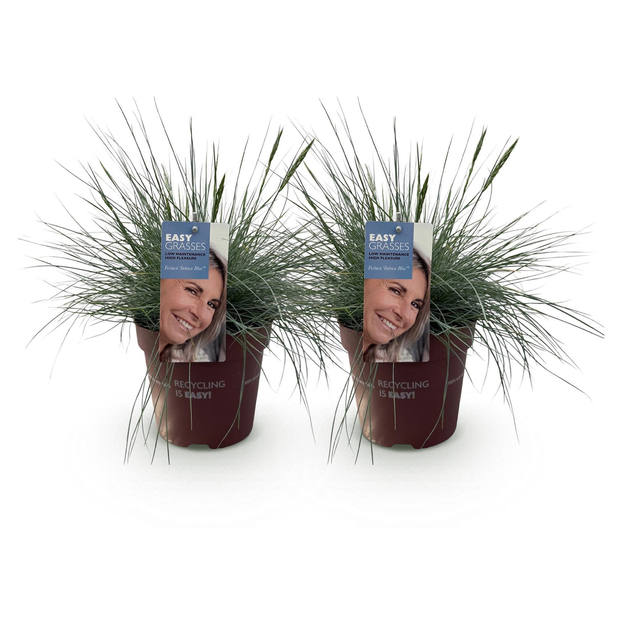 Green boutiQ - Siergrassen - Festuca glauca Intense Blue - Blauw - 2 Planten - Bladhoudend - Weinig Onderhoud - Pot 17cm Hoogte 50cm