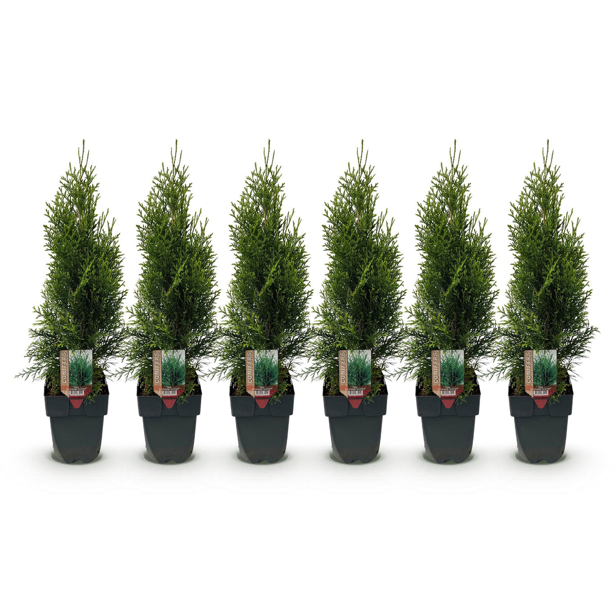 Haagplanten - Thuja occidentalis Smaragd - blad groen - 6 planten - 1 strekkende meter - groenblijvend - pot 17cm hoogte 60cm