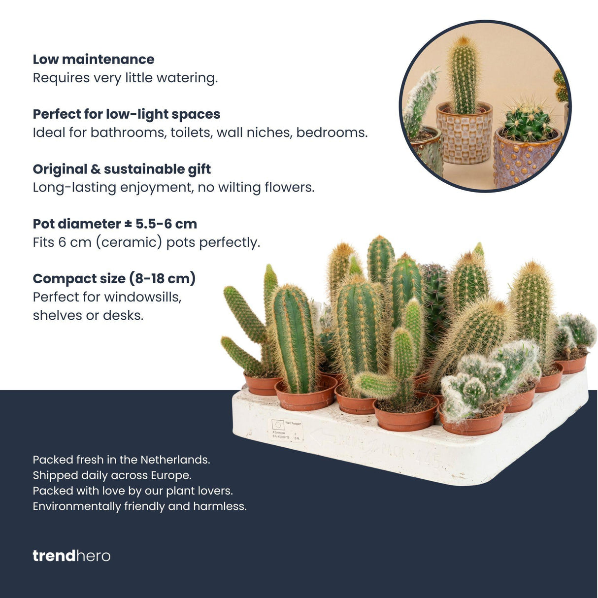 Cactus Set van 6 in Keramische Mini Potjes Madrid - ↑ 8–12 cm