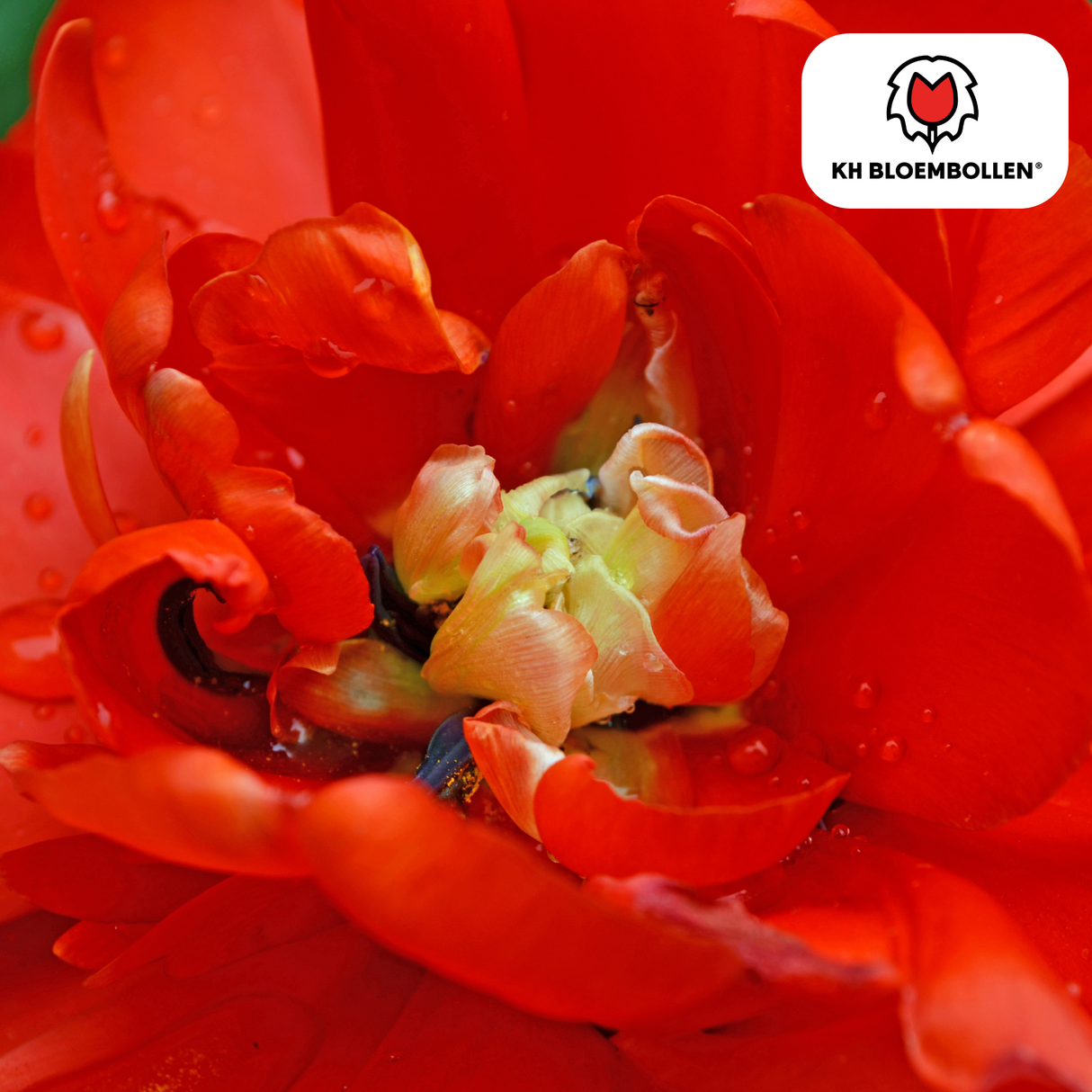 Tulpenbollen Bombastic Red – 20 Stuks | KH Bloembollen® | Rode Pioentulp – Dubbelbloemig & Luxe – Voor Tuin of Pot – Maat 11/12 – Vers van de Teler!