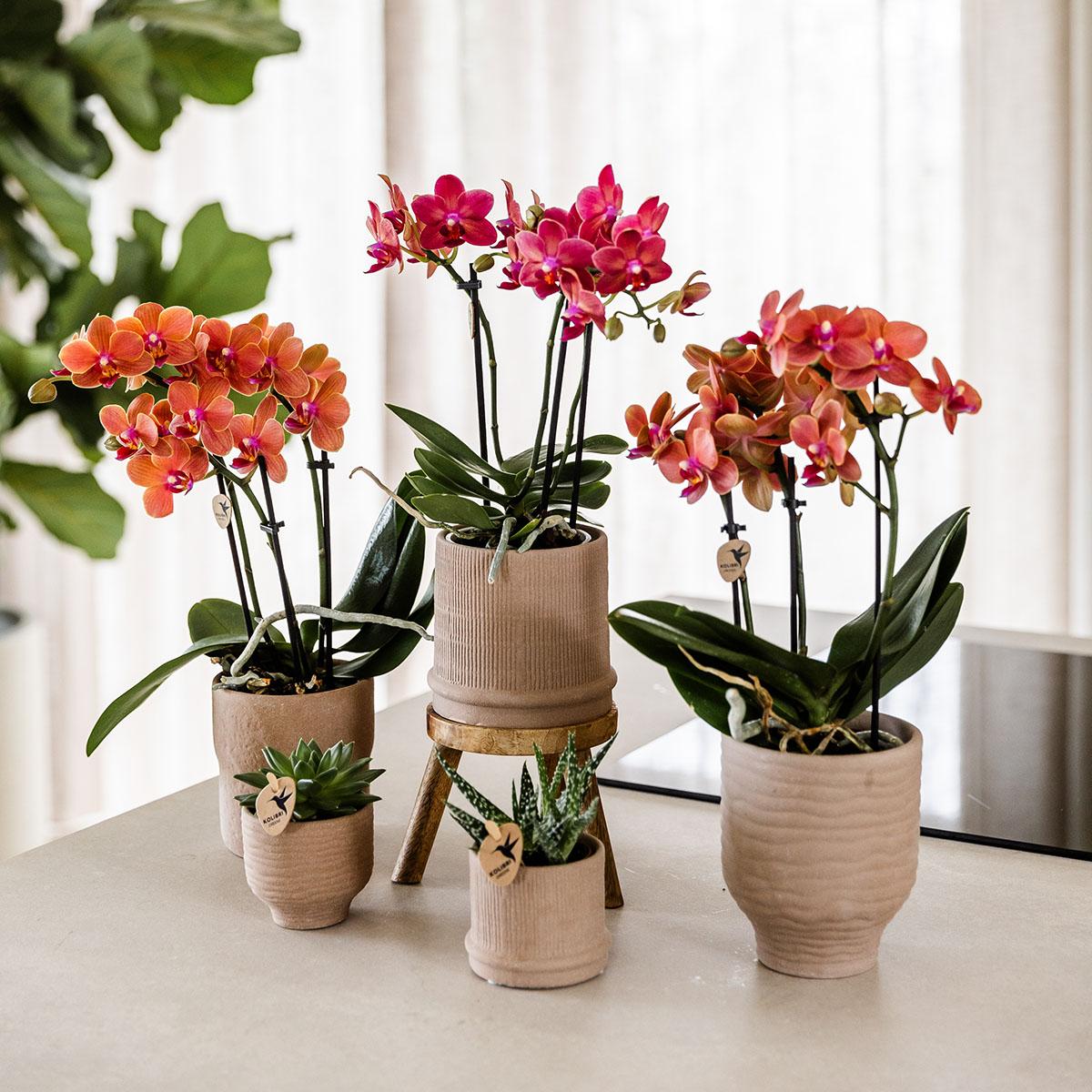 Kolibri Orchids | COMBI DEAL van 4 oranje Phalaenopsis orchideeën - Bolzano - potmaat Ø9cm | bloeiende kamerplant - vers van de kweker