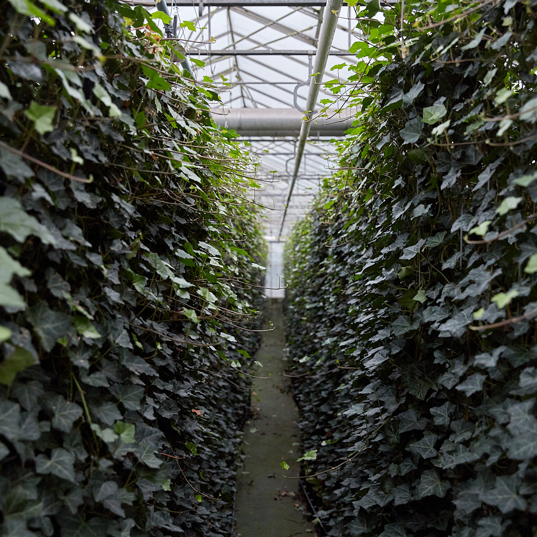 Hedera Hibernica - Klimop - Kant-en-Klaar Haag | ↔120cm - ↨180 cm