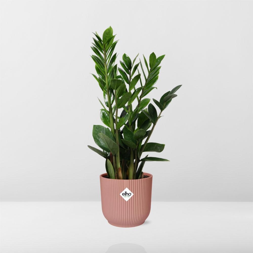 Zamioculcas – Höhe 45-50 in ELHO Vibes Fold 14cm rosa