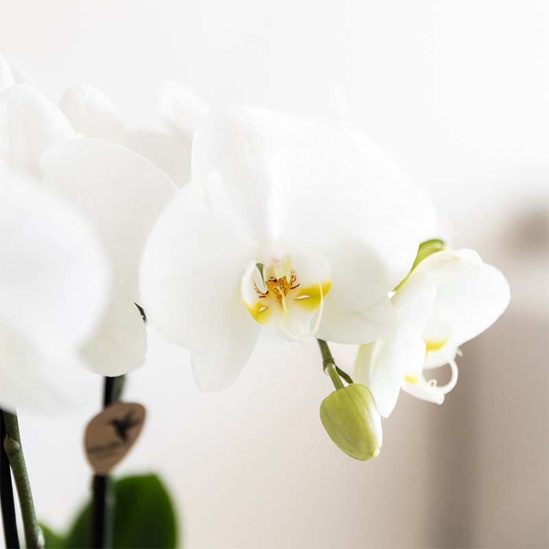 Kolibri Company | Plantenset Witte Phalaenopsis Orchidee Amabilis en Succulenten incl. keramieken Malaga sierpotten