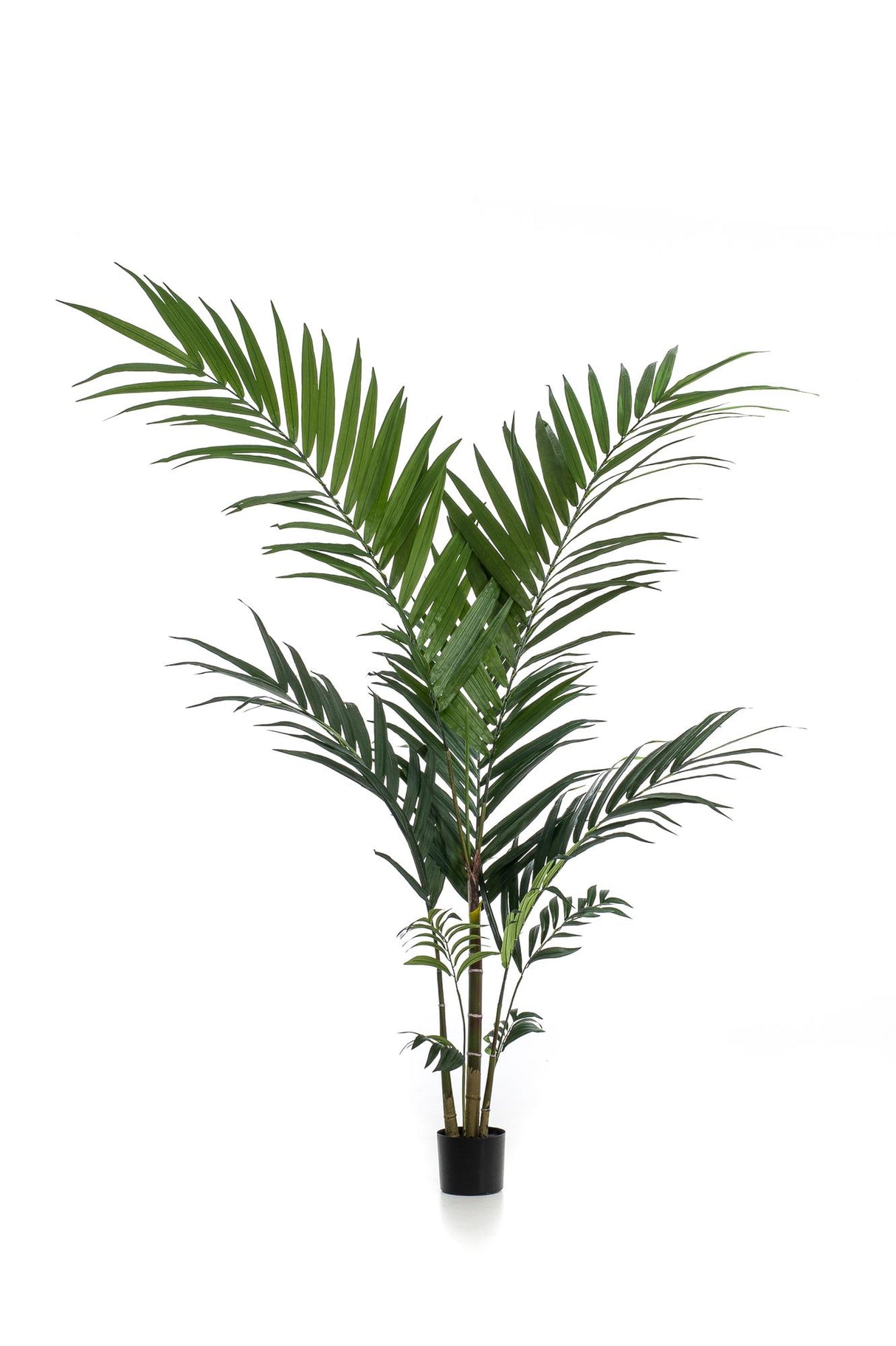 Kunstpflanze - Kentia - Kentiapalme - 150cm