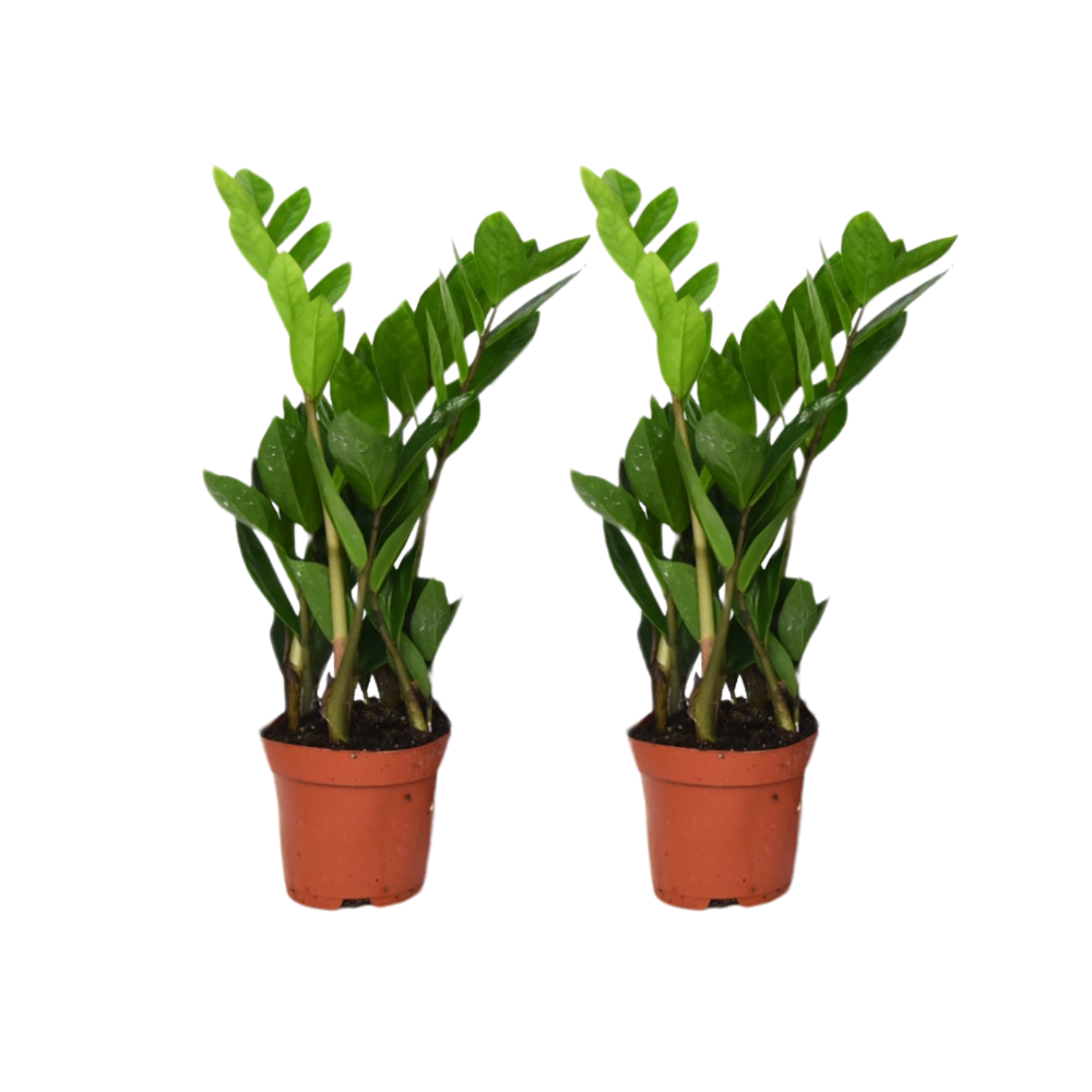 Zamioculcas Zamiifolia - 2 pièces - ø12cm - ↕40cm